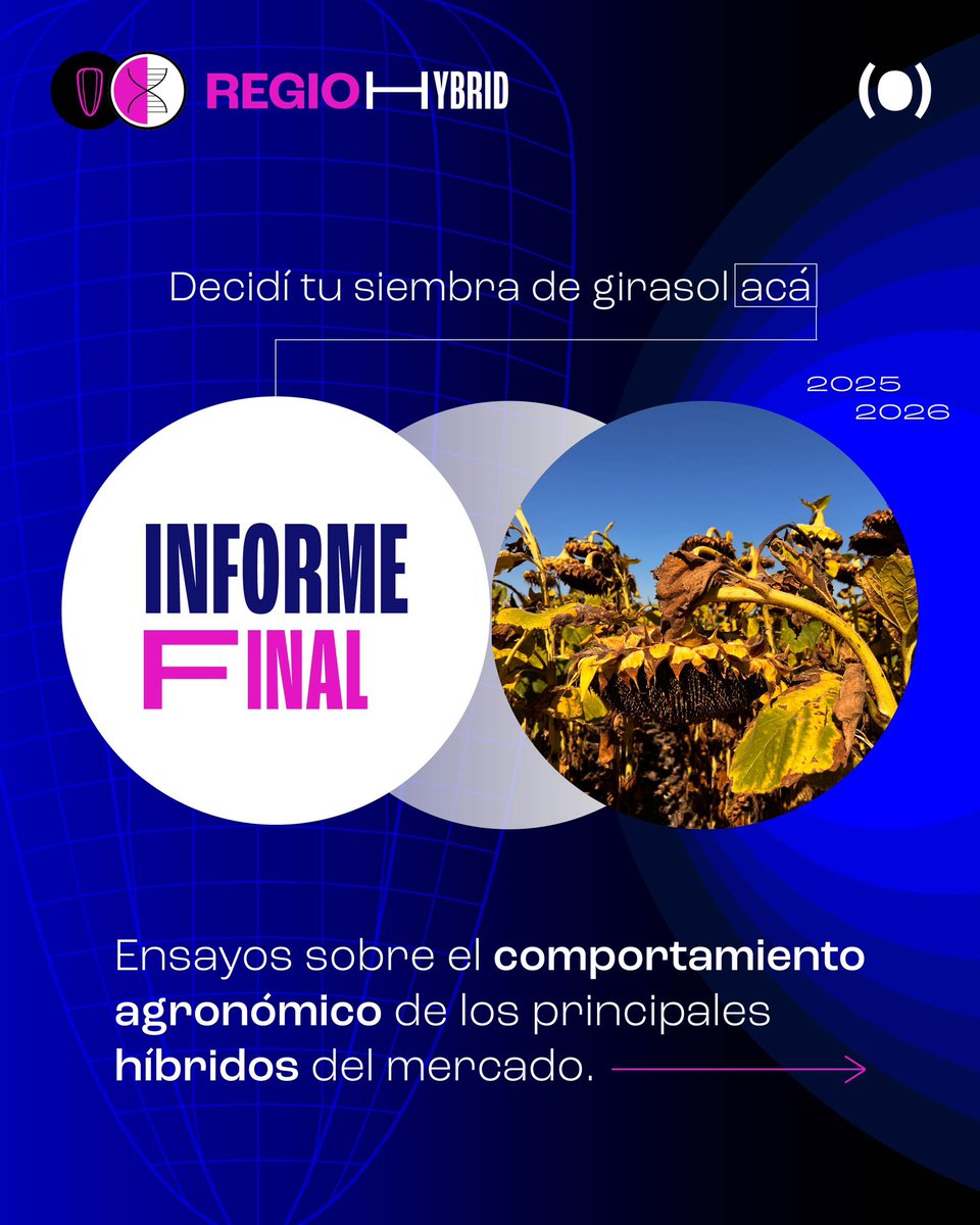 OdSagro's tweet photo. Ya está disponible el Informe final #REGiOHybrid 🧬🌻 con datos del comportamiento de híbridos de girasol en ambientes del Oeste Arenoso 🙌🏼

✅ +20 años brindando información para las #AgroDecisiones 💪🏼

🔗 Consultalo acá https://t.co/HqZ8RuiKtn https://t.co/T2XoIOaKGV