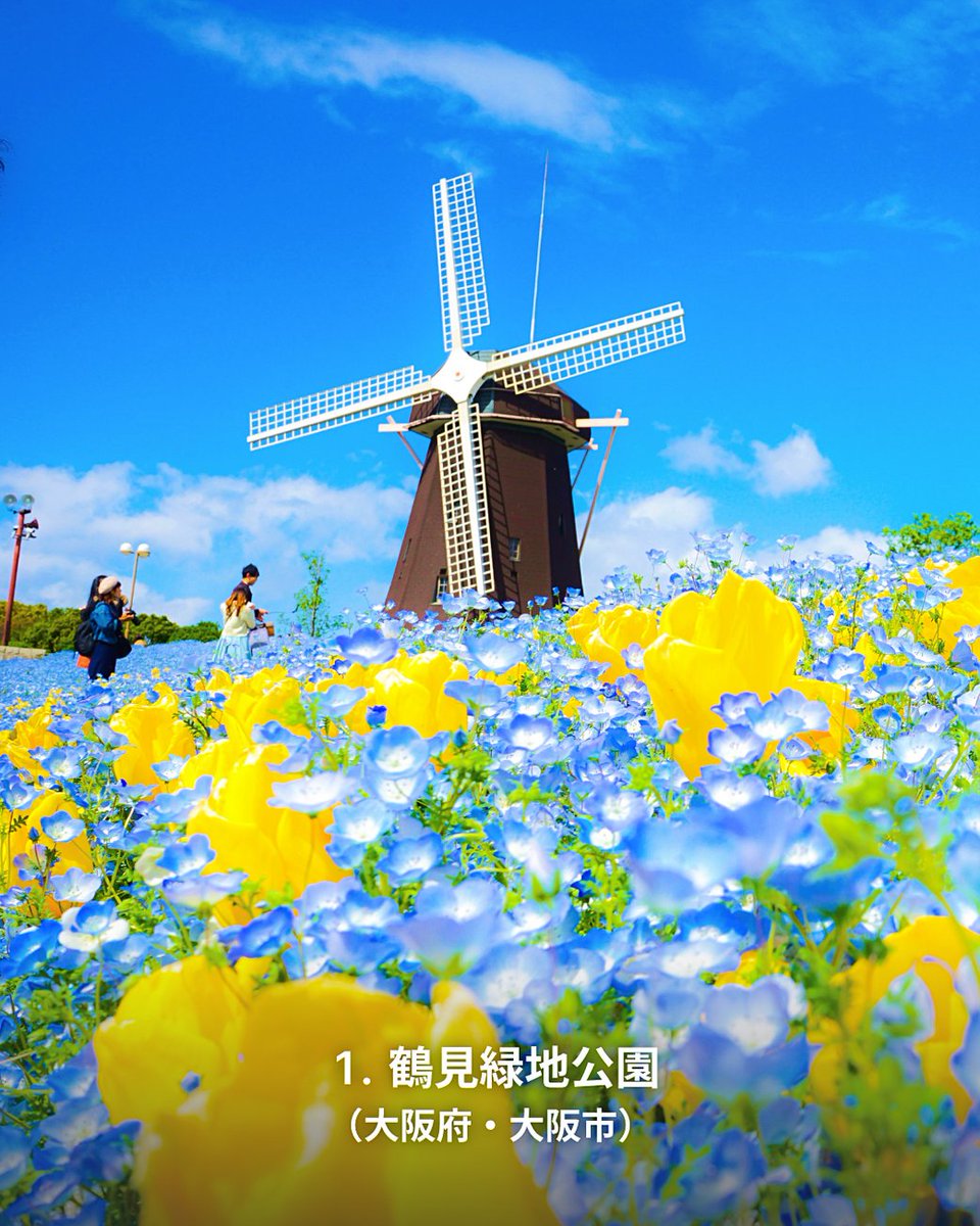 YahoojpMap's tweet photo. ＼💠青空に溶ける花畑💠／
ネモフィラ絶景スポットをご紹介します🤗

1⃣鶴見緑地公園（大阪府大阪市）
2⃣大阪まいしまシーサイドパーク（大阪府大阪市）
3⃣国営ひたち海浜公園（茨城県ひたちなか市）
4⃣海の中道海浜公園（福岡県福岡市）

今だけの青い花畑を見に行きませんか？
#ネモフィラ https://t.co/0dGGSSi8gz