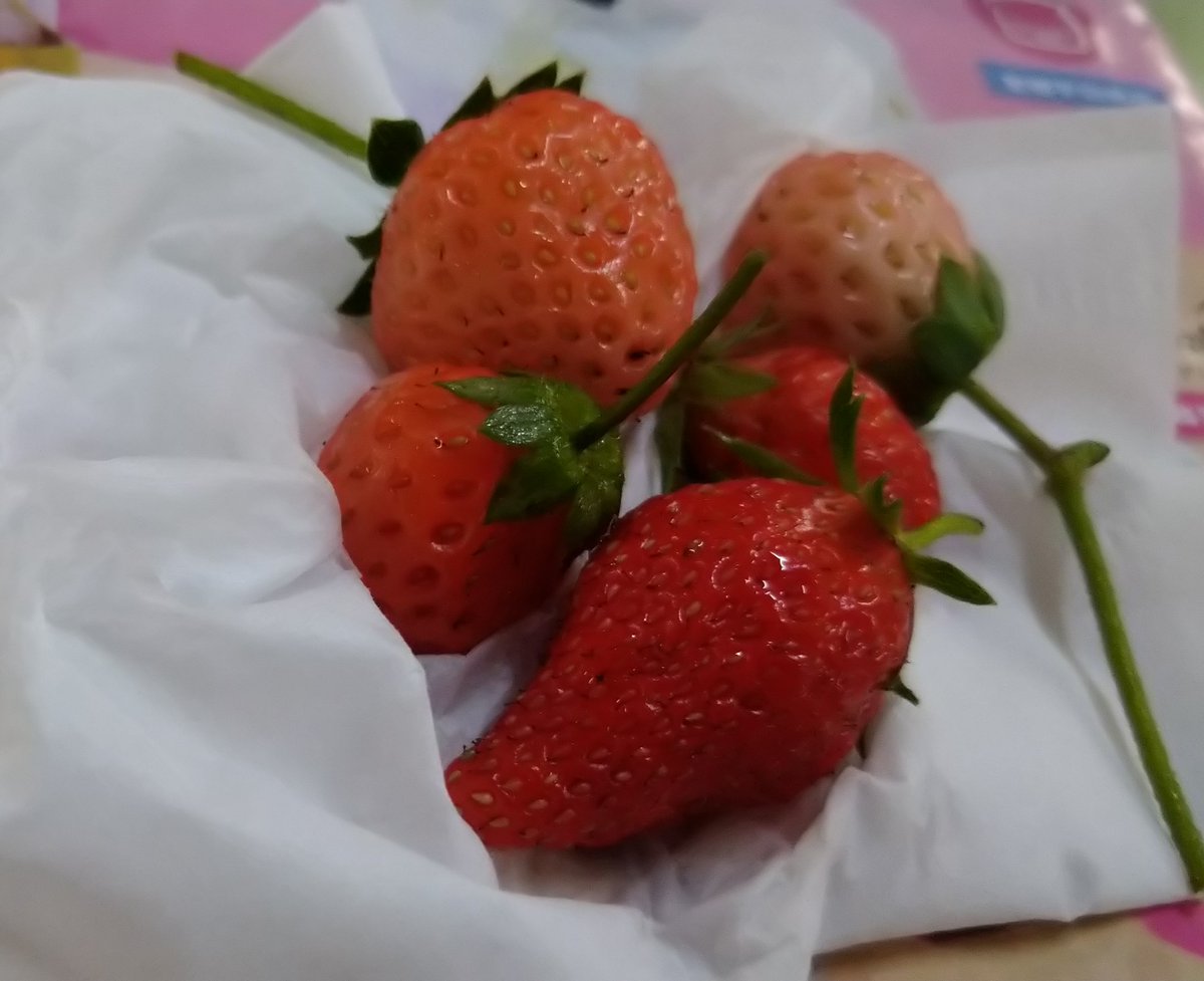 RABBITAMIKA tweet media