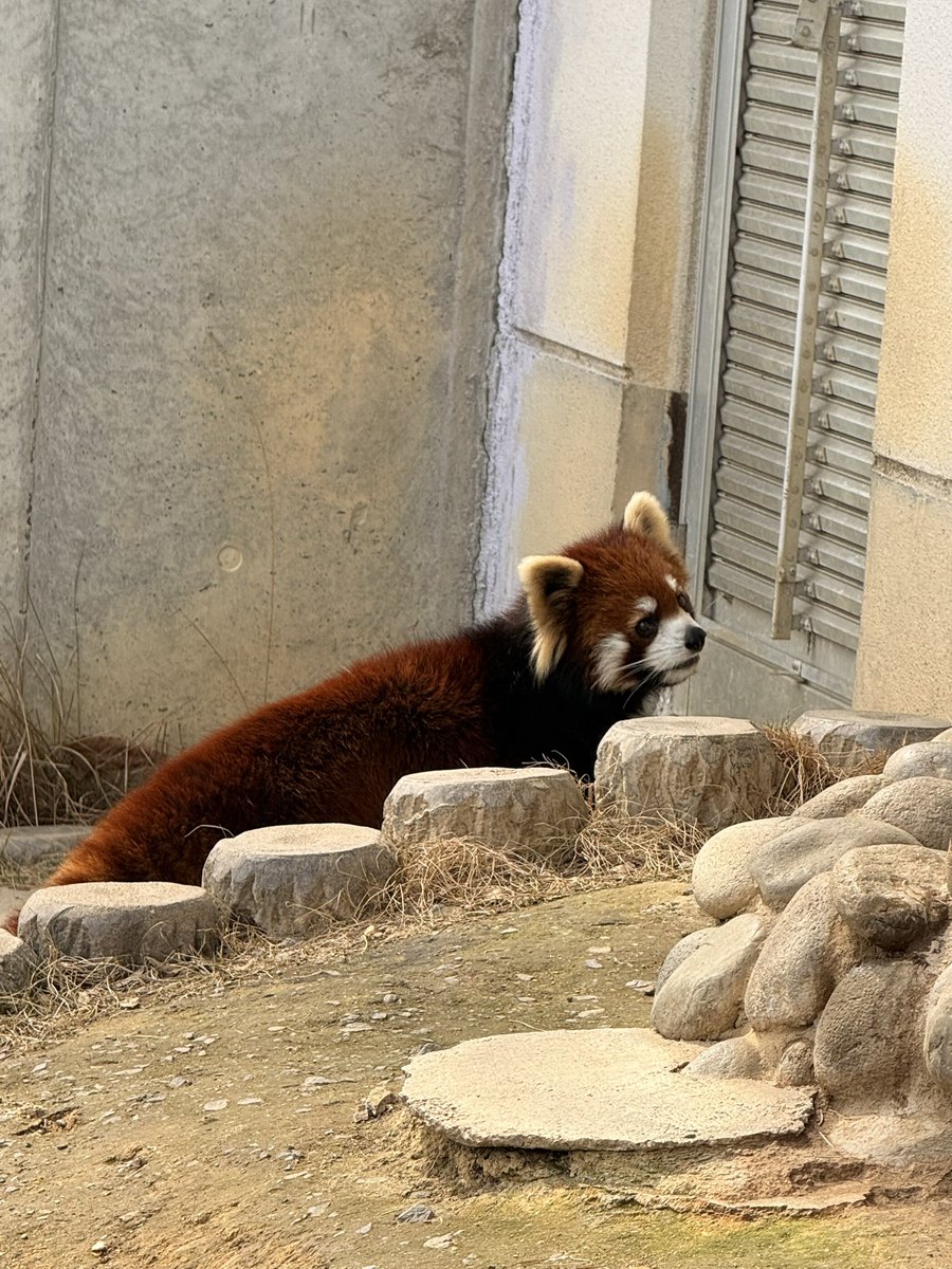 330bun's tweet photo. こないだ西山公園にレッサーパンダ見に行ってきたよ
かわよ https://t.co/4wixrnhr9F