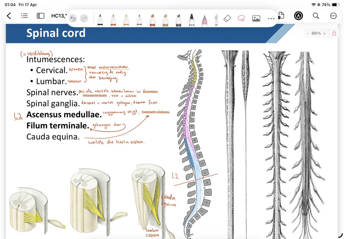 blueyukiakari's tweet photo. neuroanatomy https://t.co/OutDt0MEao