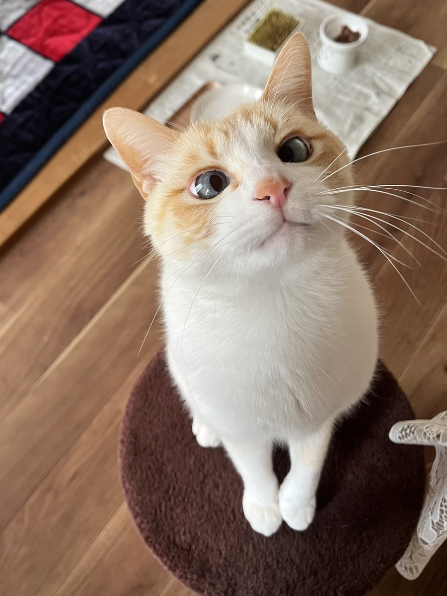 ミー太郎 tweet media