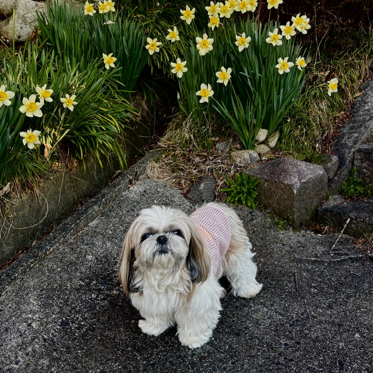 おにまん🐶💕 tweet media