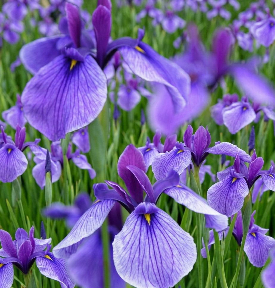 桃 リポストからのリポストは禁止します。 tweet media