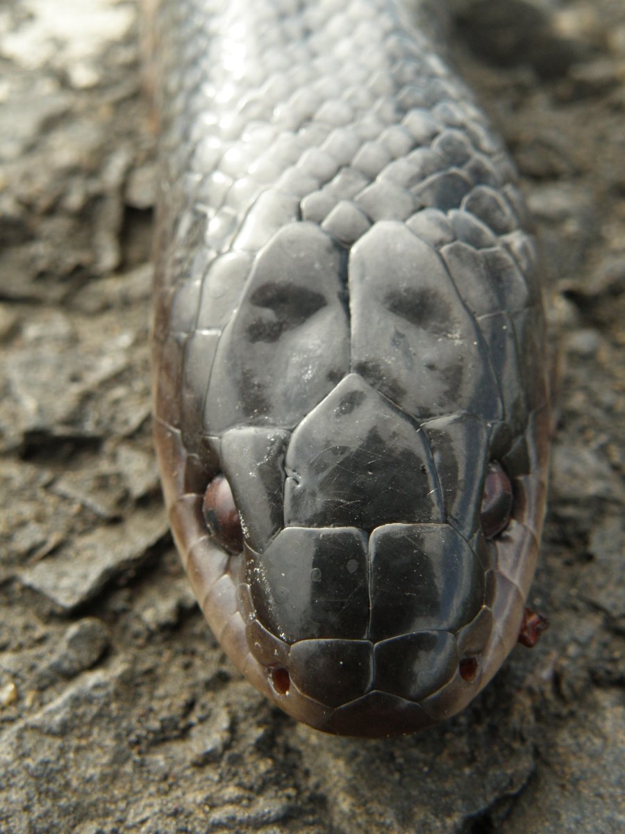 DiegoEseO's tweet photo. Las pocas veces q he visto una musurana negra fueron ejemplares muertos, lamentablemente.
Atropellados en ruta. Mensaje: AFLOJEMOS!
#lentoporlafauna
Se trata d una serpiente hermosa, piel lustrosa, d hasta 2 m!
#taxojueves d #serpentes
(una mirada increíble incluso muerta!) https://t.co/NjL2Dl3TBY