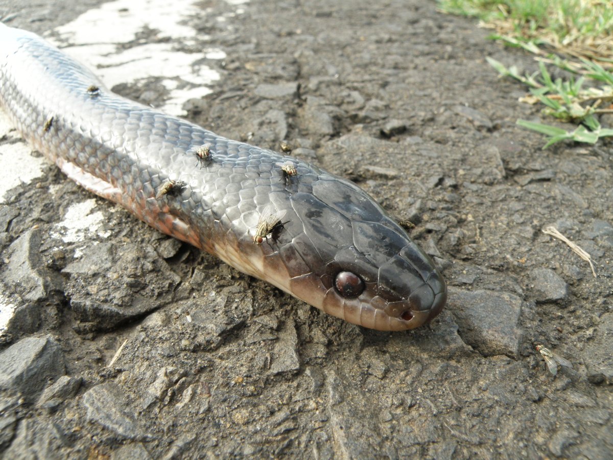 DiegoEseO's tweet photo. Las pocas veces q he visto una musurana negra fueron ejemplares muertos, lamentablemente.
Atropellados en ruta. Mensaje: AFLOJEMOS!
#lentoporlafauna
Se trata d una serpiente hermosa, piel lustrosa, d hasta 2 m!
#taxojueves d #serpentes
(una mirada increíble incluso muerta!) https://t.co/NjL2Dl3TBY