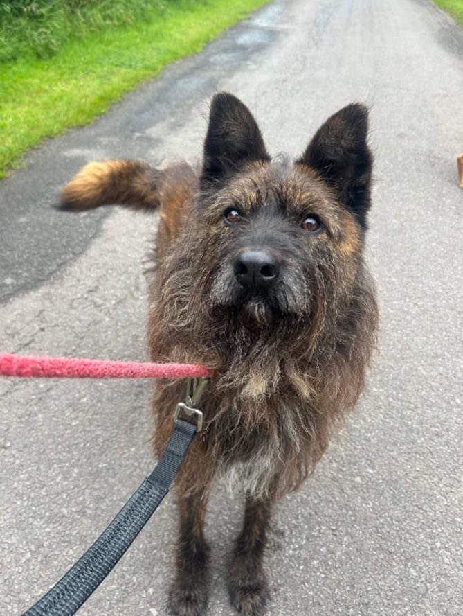 LisaClareRead2's tweet image. Please can we help get the adorable Arun a home 🙏
He’s on the lookout for his adult only pet free retirement home. Please contact @Pawprints2F for details on adopting him, he so deserves a family of his own. Thank you 🙏💕🐾
#rehomehour  #AdoptDontShop #dogs
#Forgottensoulshour