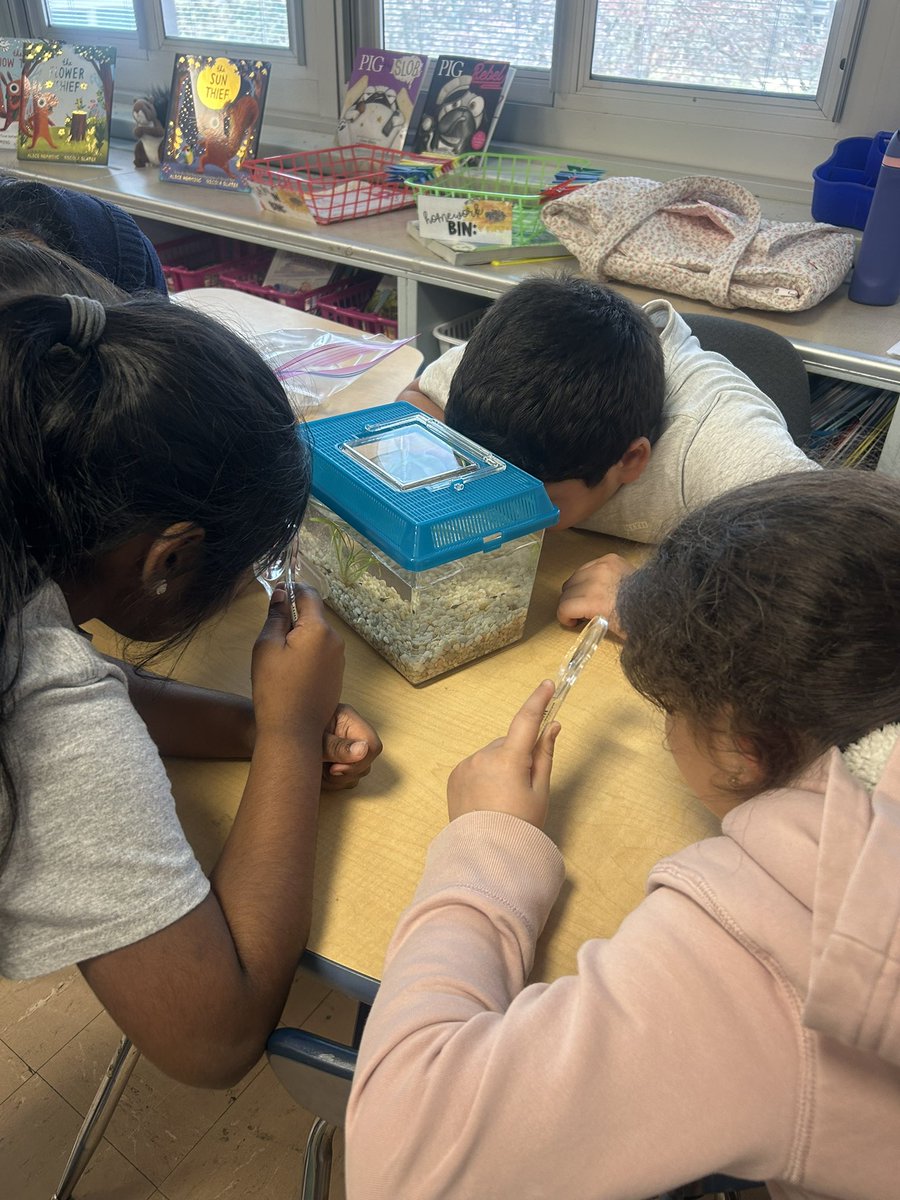 Ms__Carroll's tweet image. We are so excited to share that today we got tadpoles!! We will be learning about the life cycle in science while observing and caring for tadpoles as they change eventually into frogs!🐸 @SEM_Dalers  #lifecycle #tadpoles