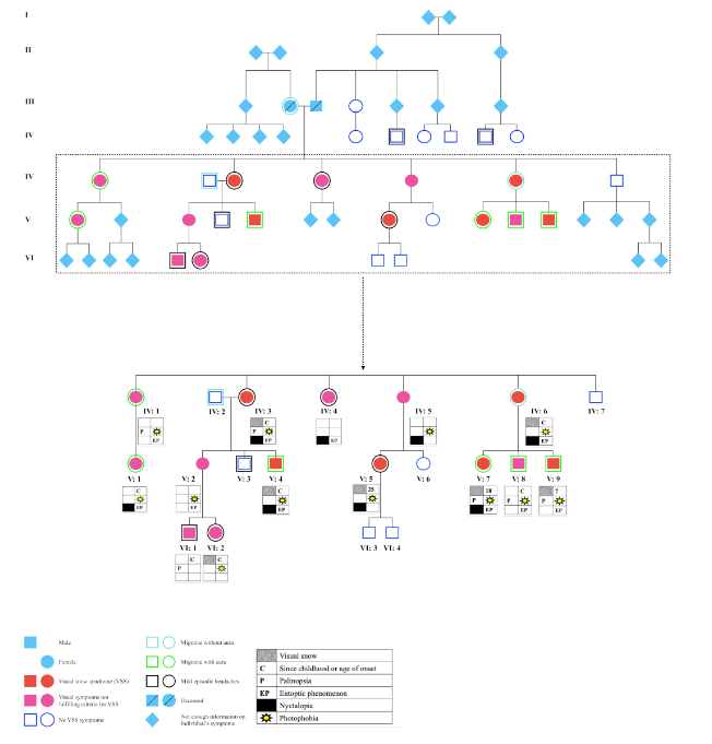 HeadacheJournal's tweet image. Open Access:
👁‍🗨Could visual snow be inherited?
👪A new case series found multiple family members across generations affected.
🧠 Points to a possible genetic basis.
🔗…adachejournal.onlinelibrary.wiley.com/share/DQPWAMG2…
@BeukelaerSophie @cschanki et al
#VisualSnow #Headache