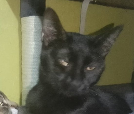 Lord Bube Señor tweet media