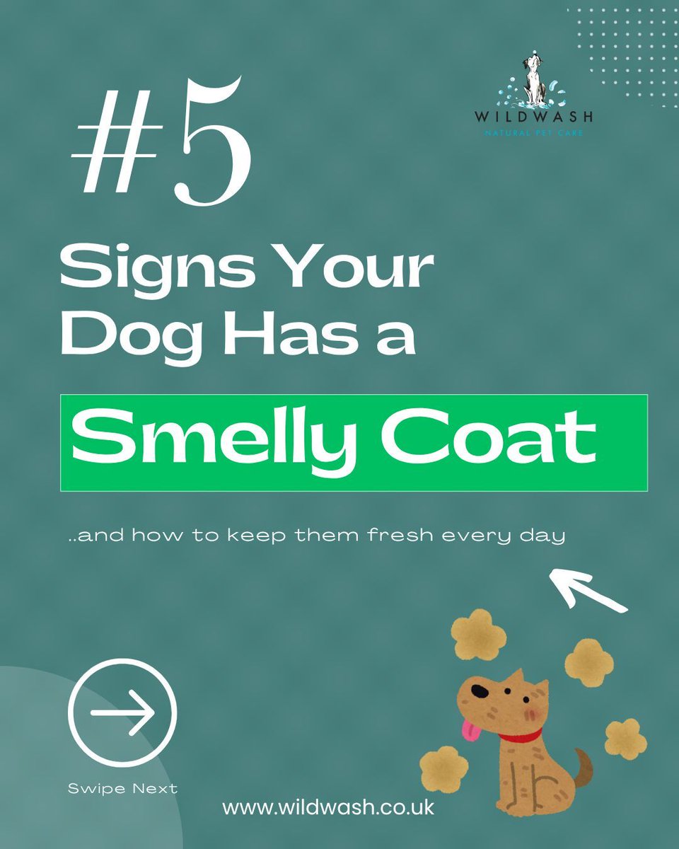 WildWash's tweet image. Fresh Pup Days 🐾

Noticing unwanted smells on your dog? From muddy walks to everyday build-up, it happens more than you think.

A simple routine can help keep coats clean, fresh, and cuddle-ready—every single day. 🌿💛

#dogcare #doggrooming #freshdog #dogtips #petcare