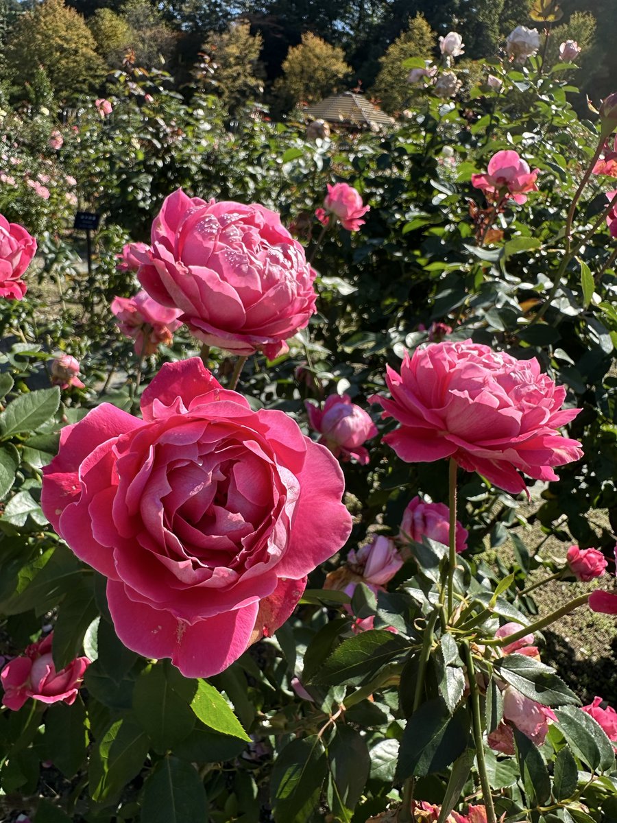 yfftn650's tweet image. 笑顔溢れる日になりますように
#flower
#rose
#薔薇