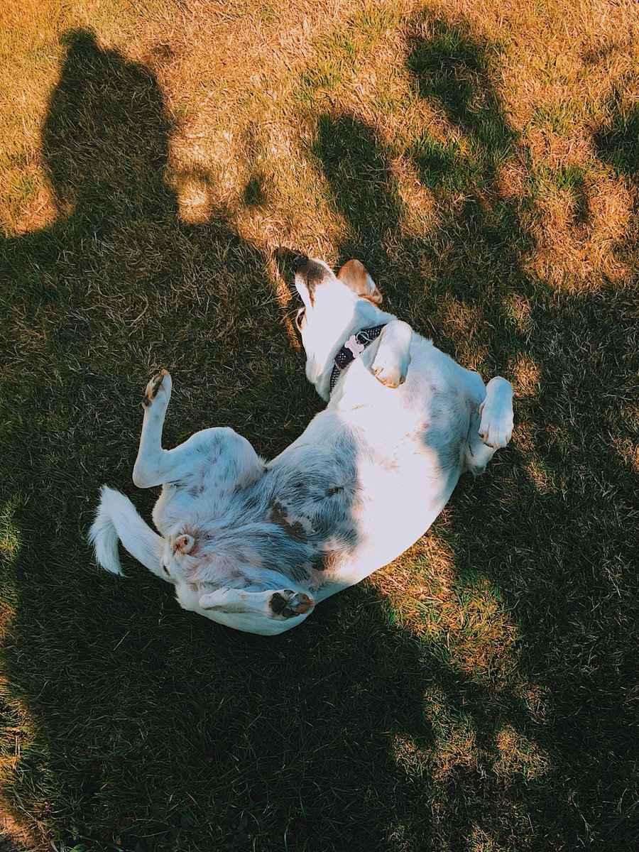 fancypetplus's tweet image. “Ahh that feels so good!” 🐶🌿

Nothing like a good grass roll to make a pup’s day 😆🐾
Keep the good vibes going 👉 fancypetplus.com
#FancyPetPlus #HappyDog #DogLife #PlayfulPup #PetJoy