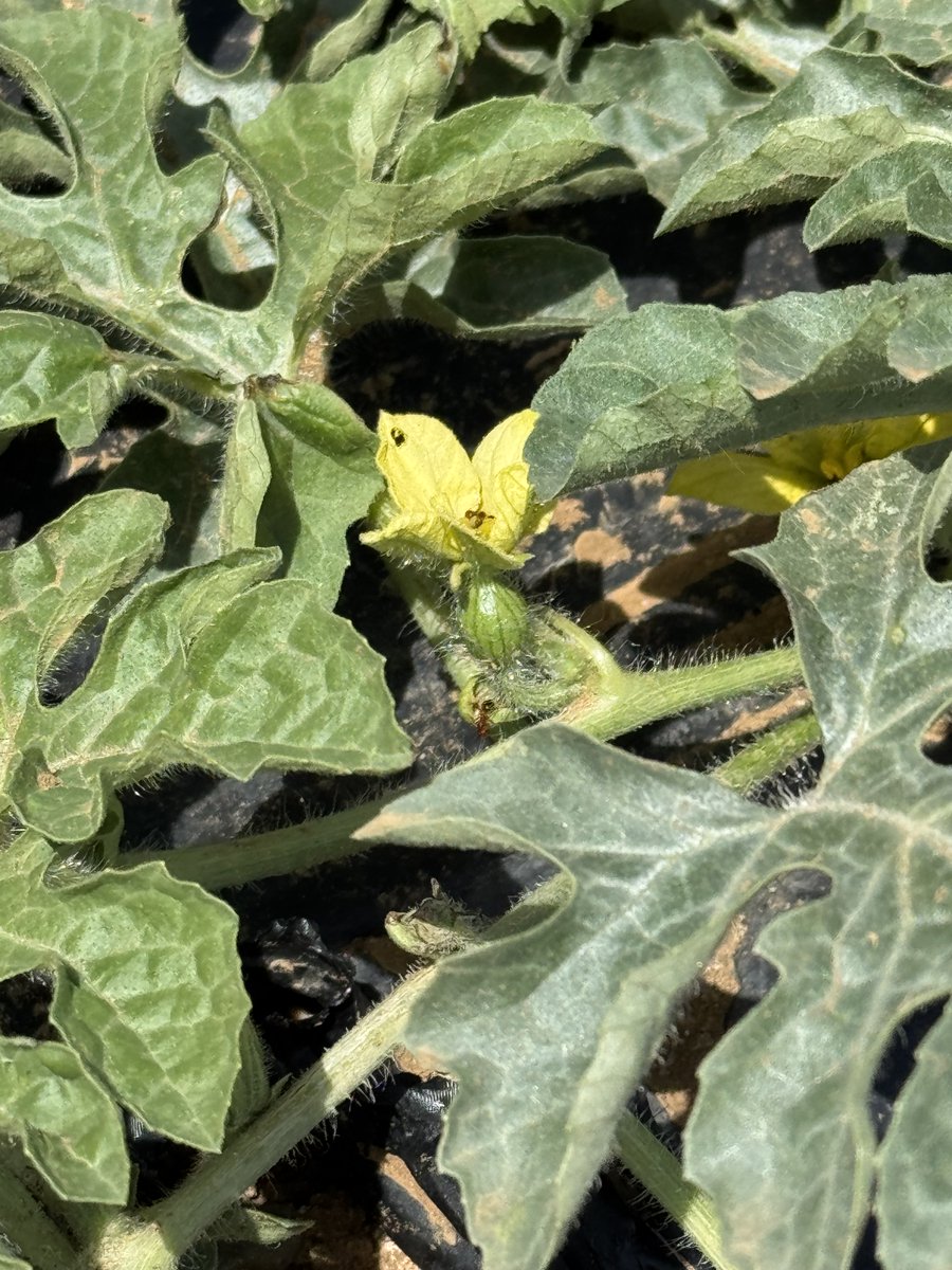 JoeDelBosque's tweet image. Things I see when I walk the fields. ⁦@DelBosqueFarms⁩
What do you think this little flower is going to be when it grows up? #farms #food