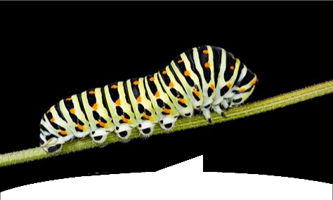 valhalen tweet media