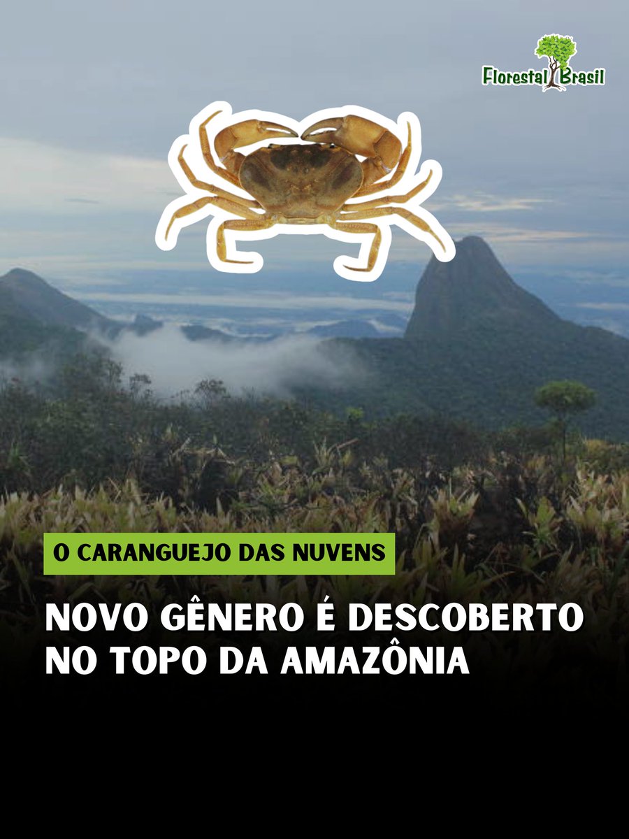 Pense na Amazônia e você provavelmente imaginará planícies alagadas e rios caudalosos. Mas uma expedição científica à Serra do Imeri (AM), a impressionantes 1.730 metros de altitude, revelou um morador inusitado e isolado: um novo caranguejo-de-água-doce, batizado cientificamente