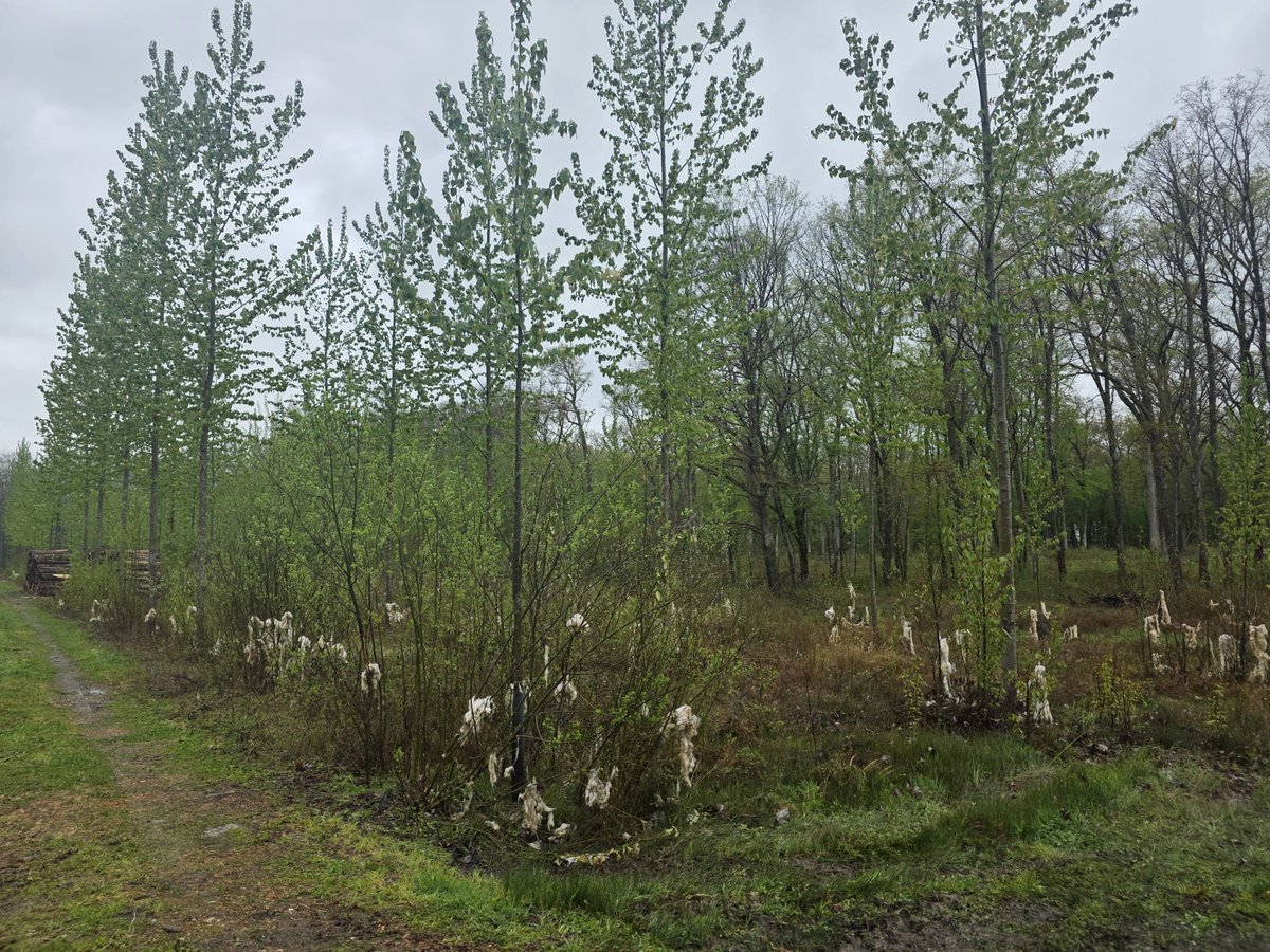 Emeric Salmon tweet media