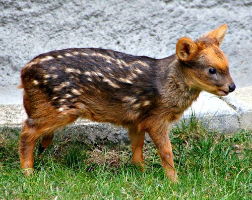 consuvz's tweet photo. probablemente el animal más tierno de toda América 🇨🇱 https://t.co/BY4GHNH7HL