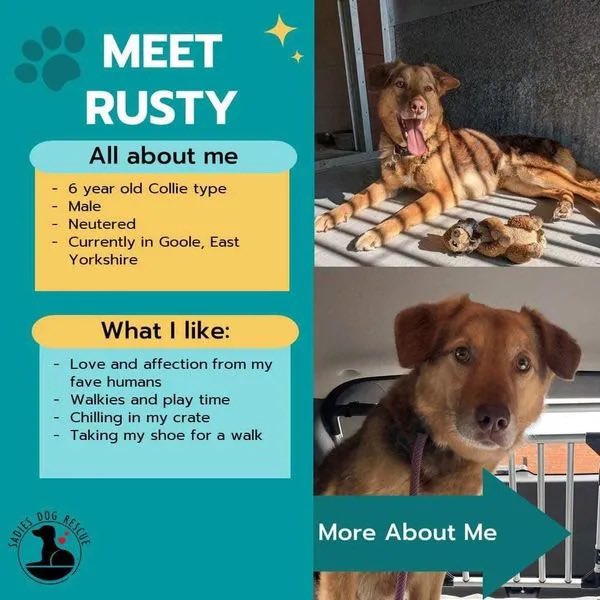 karen73984451's tweet image. #forgottensoulshour
Plz RT and help super duper handsome #Rusty find a loving home #TeamZay @SadiesDogRescue