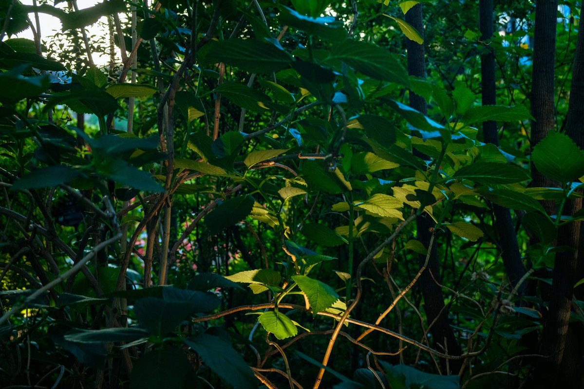 twin_troussier's tweet image. 大都会の森🌳
Camera:Canon EOS 5D mark Ⅳ 
Lens:TOKINA AT-X 35-70mm F2.8
#snap #キリトリセカイ