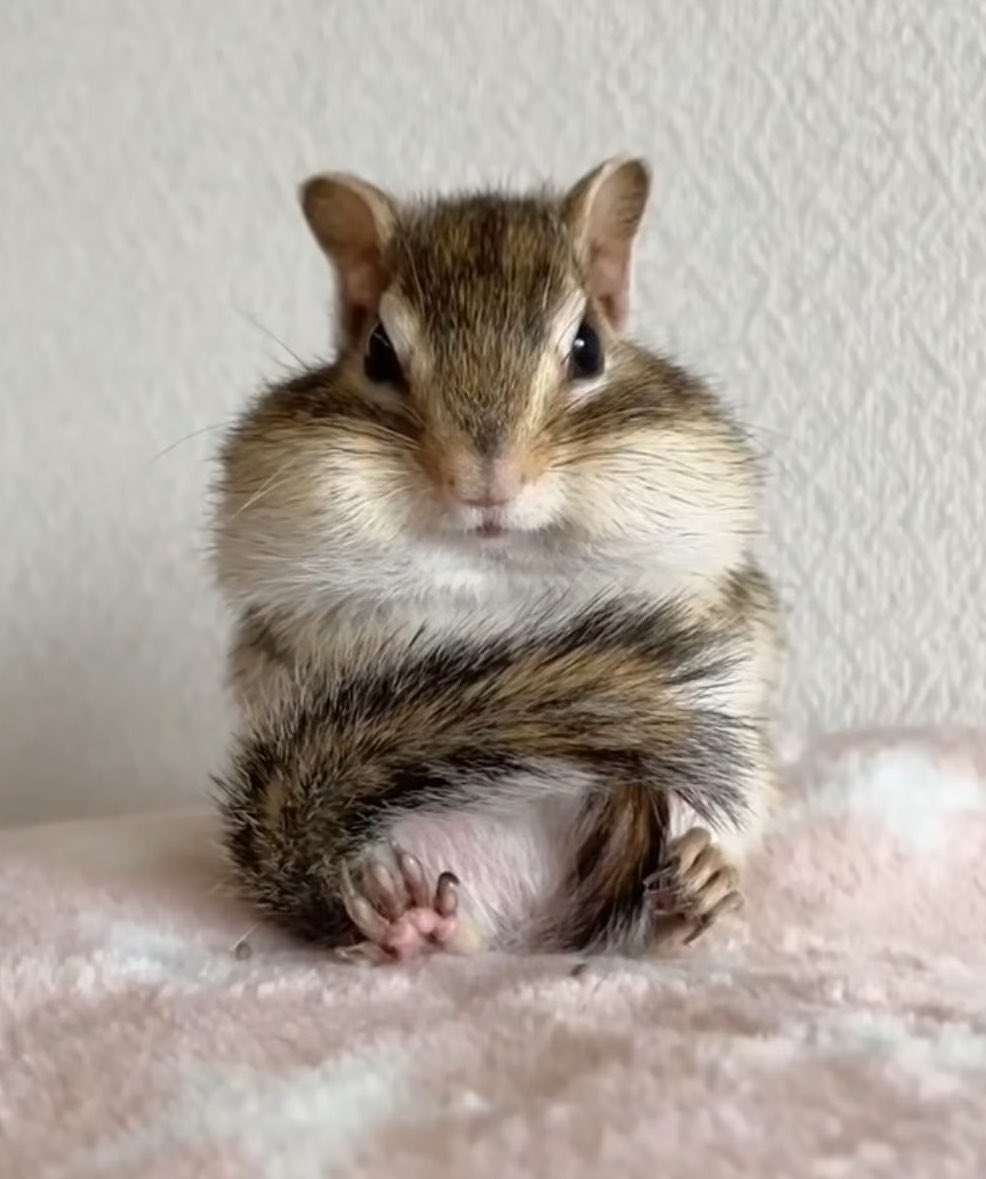 🪄⋆.˚ GRACE tweet media