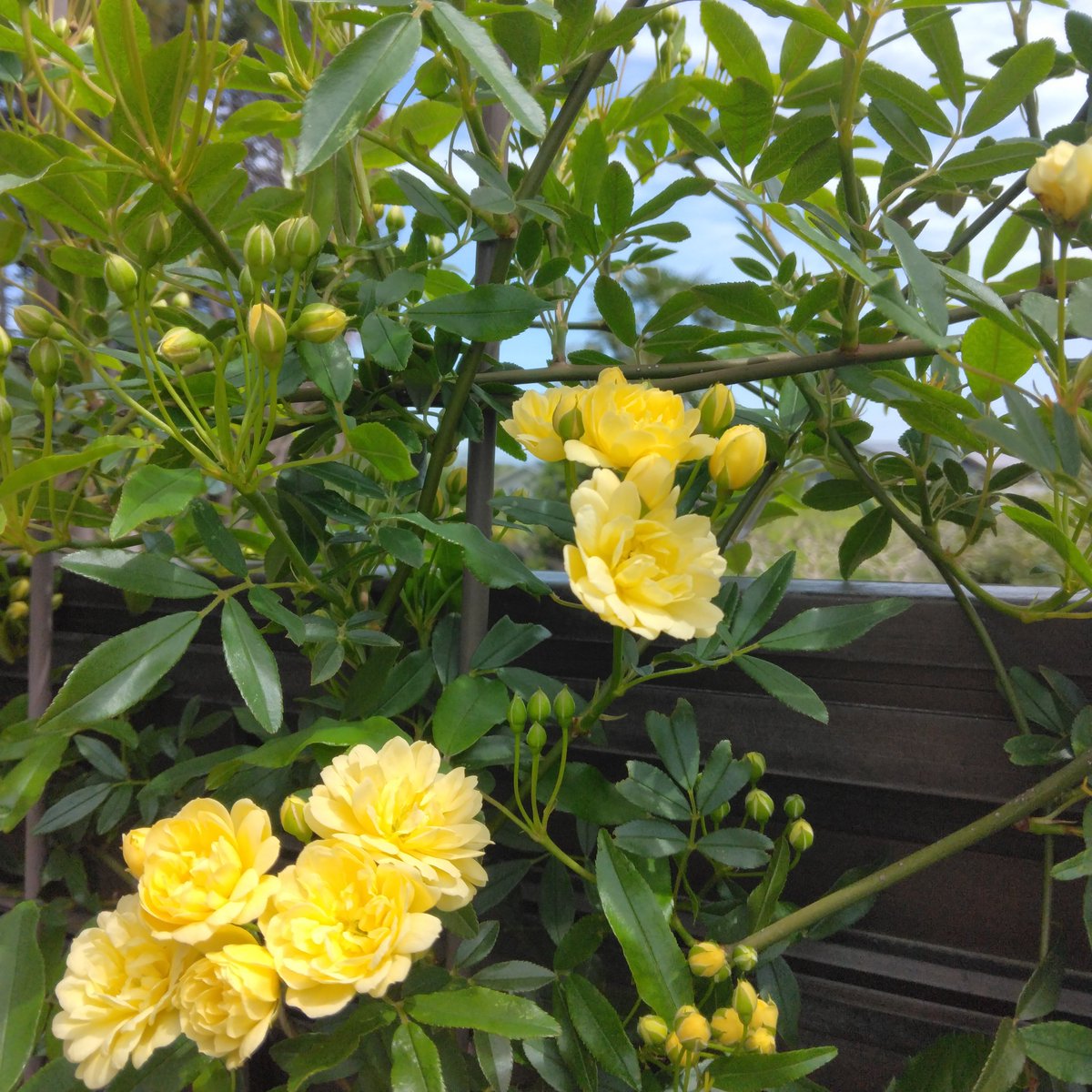 カクテル🌹透析主婦の小さな庭 tweet media