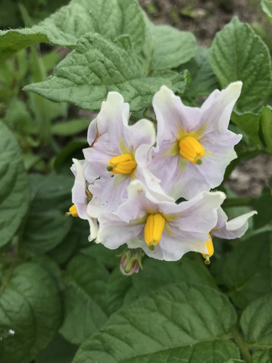 しんこ tweet media