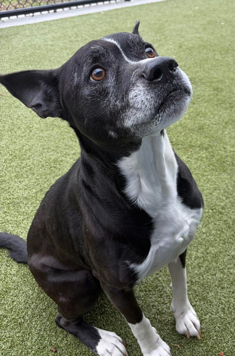 fionaismybitch's tweet image. He’s leaving the shelter today or he’s leaving this world.

Loki will go to sleep tonight and when he wakes up tomorrow, it’s either to breakfast at a fosters/adopters home or to chicken nuggets and maybe a cheeseburger - before taken to a room with no windows and a lethal