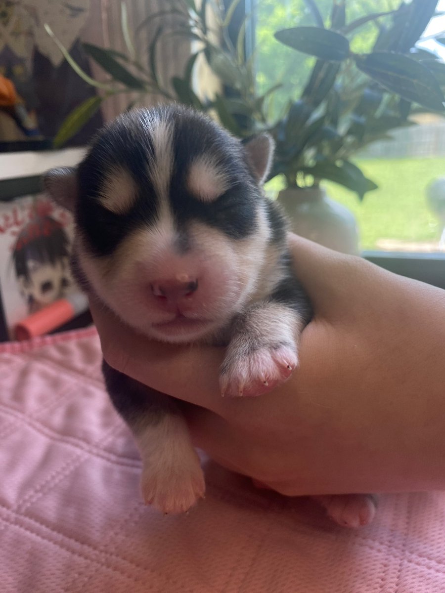 ˚ʚ こじんが ɞ˚ tweet media