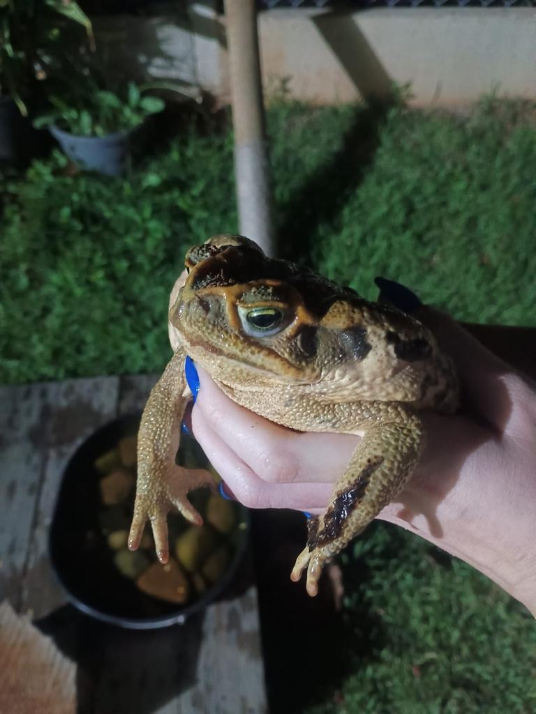 Mave🌸 tweet media