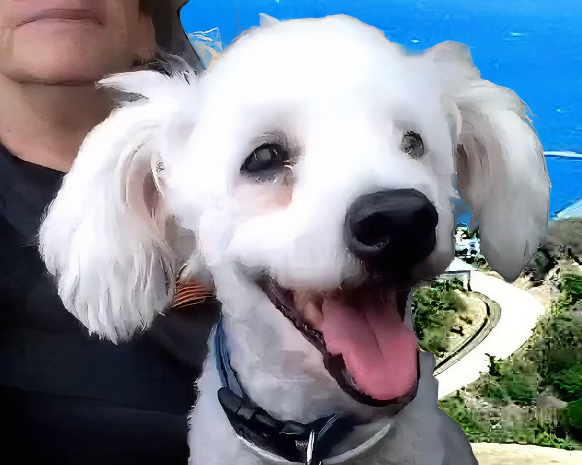 NanookFam's tweet photo. Will May 1st be Nanook Fam dog’s (16 years old) 112th  dog-year birthday? Our brave boy is facing a tough health battle. Please send all your love and prayers🎂🙏

#nanookfam #nicolafranco #islandlifefam #celebritydog #celebrityanimal #pup #photogenicdog #petlover #animallover https://t.co/zjMQHgHug4