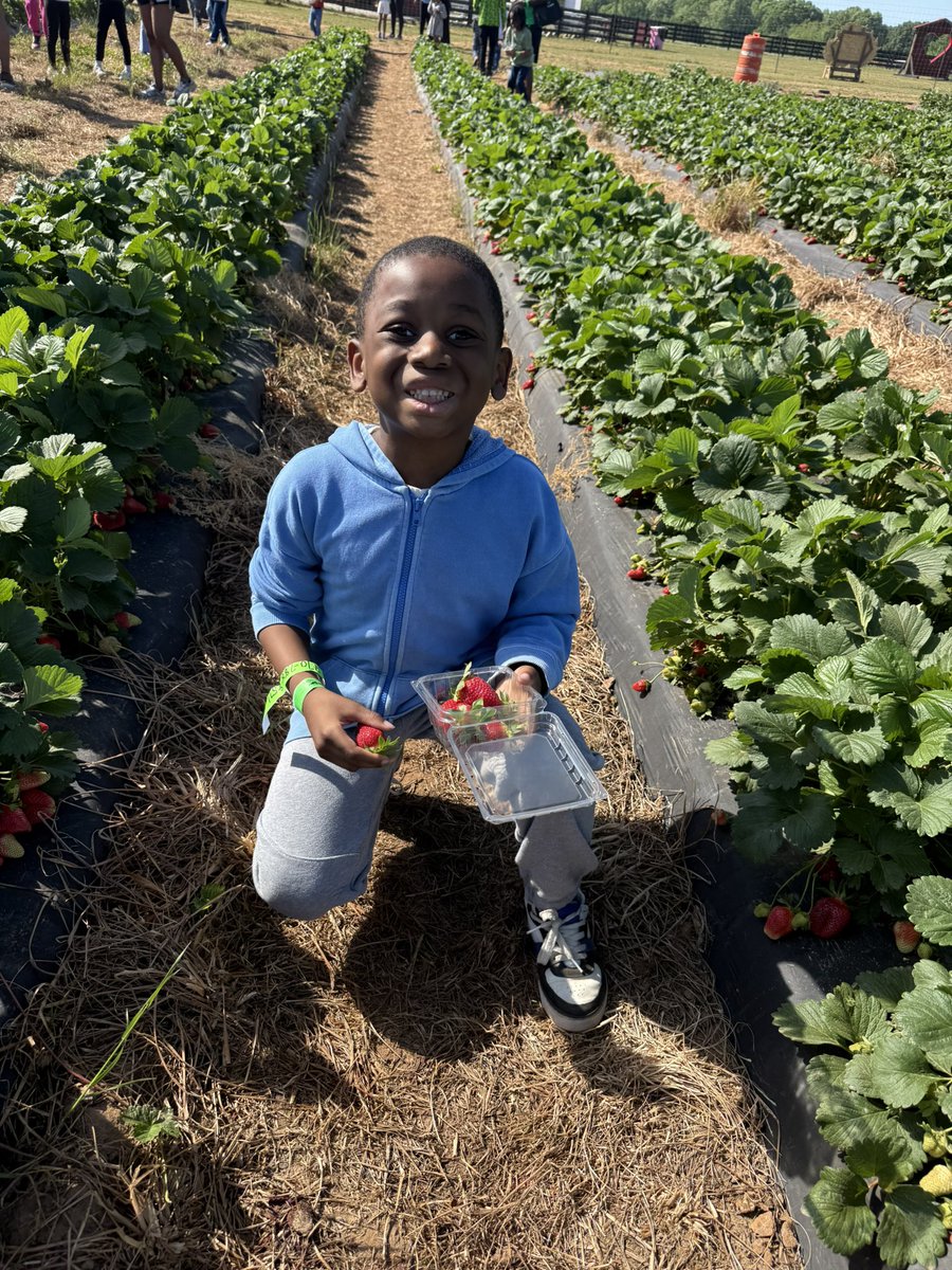 KiaChavous's tweet photo. First grade field trip fun at @SouthernBelleFa! 🍓 We picked fresh strawberries, made giant bubbles, and had a blast jumping on the big pillow. So many smiles and sweet memories! #FieldTrip #FirstGradeFun @BethlehemES_HCS https://t.co/JN6UuDSGkx