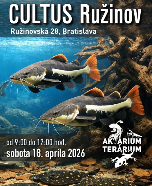 fischtube's tweet photo. Nicht vergesen Fischbörse in Bratislava  am 18. April 2026!
🐟 Zierfische wie Guppys und Diskus
🦎 Reptilien wie Bartagamen und Leopardgeckos
🌿 Aquarium Pflanzen uvm. Dom kultúry Ružinov

Mehr Infos: https://t.co/KBKrfo0gdB
#Aquarium #Terrarium #Fischboerse #Bratislava https://t.co/Il6n0BzAAa