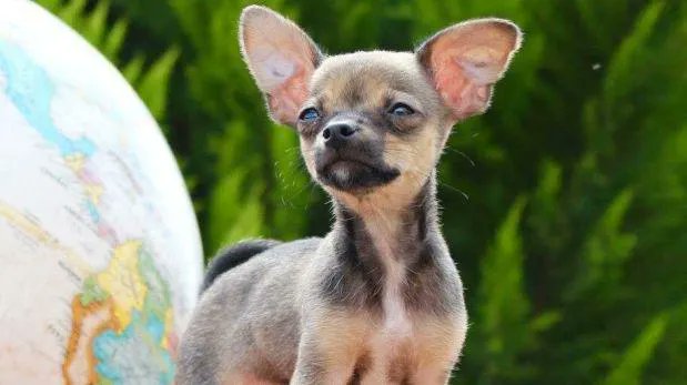 ffyhodor's tweet photo. @Ruffertr0Samfl1 esta fue la verdadera mascota de German https://t.co/yJg3XJ9hgx