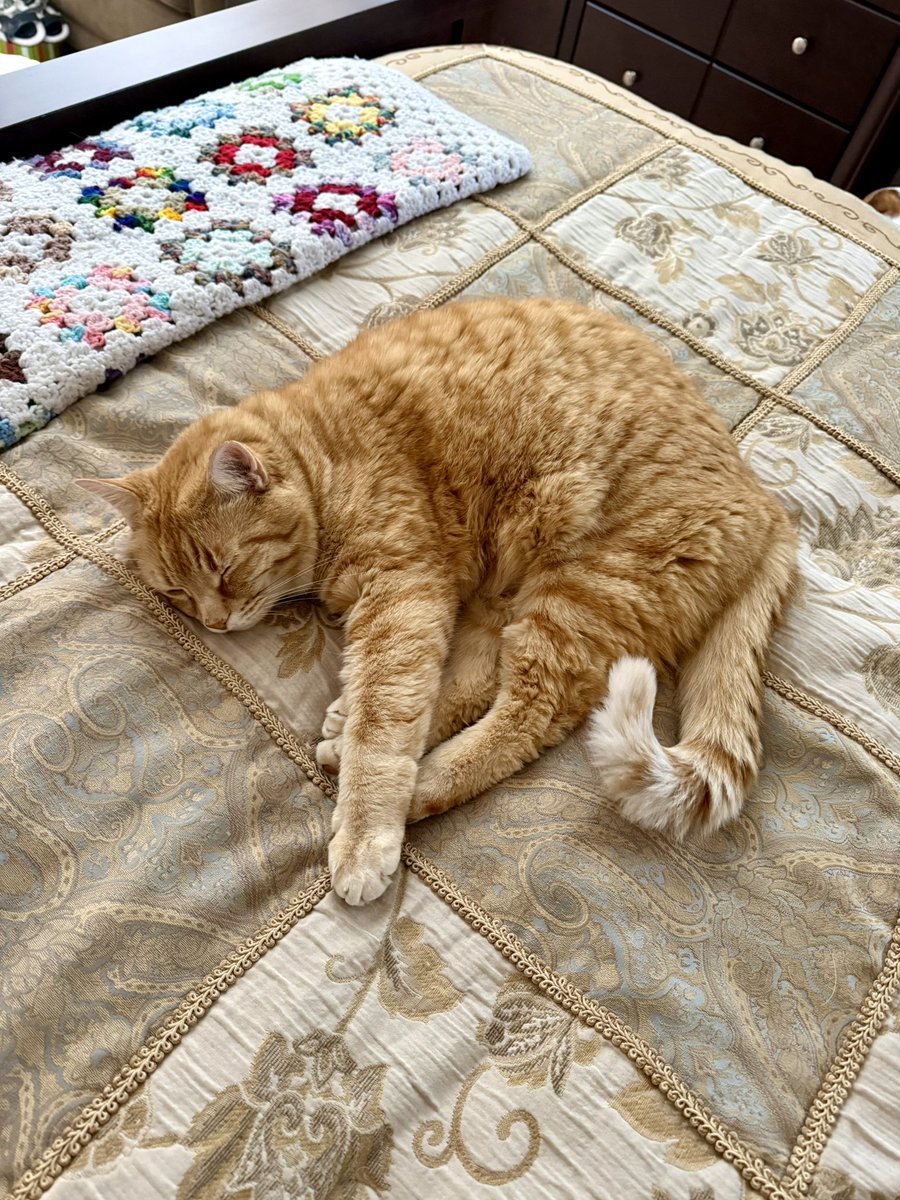 izzycards's tweet image. Fluffy is not impressed. But since he can’t be an outdoor guard cat today, might as well nap on grandma’s bed! 🐈 ❄️ 💤 

#orangecat #snowday #springsnow #mykids #catsofx