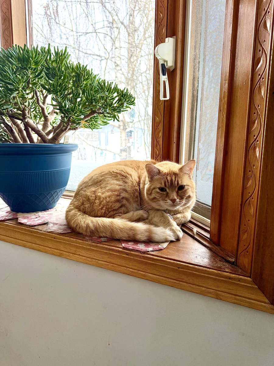 izzycards's tweet image. Fluffy is not impressed. But since he can’t be an outdoor guard cat today, might as well nap on grandma’s bed! 🐈 ❄️ 💤 

#orangecat #snowday #springsnow #mykids #catsofx
