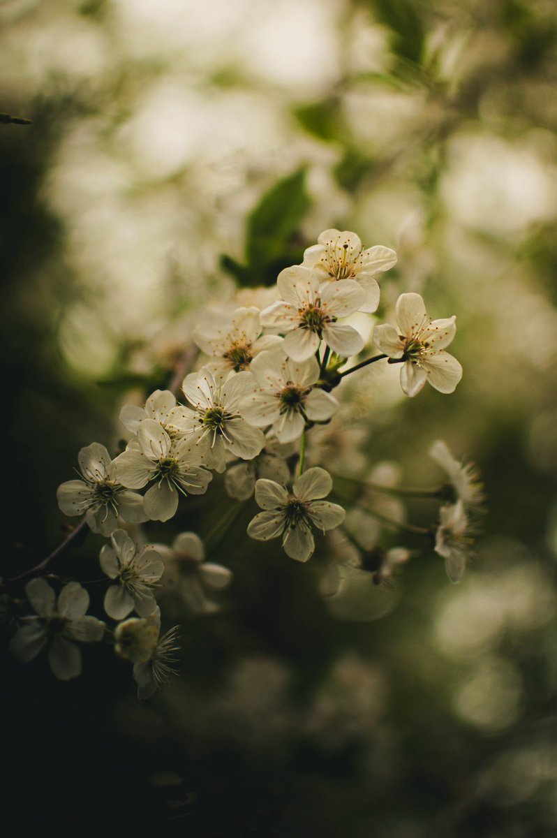 milenawhuj tweet media