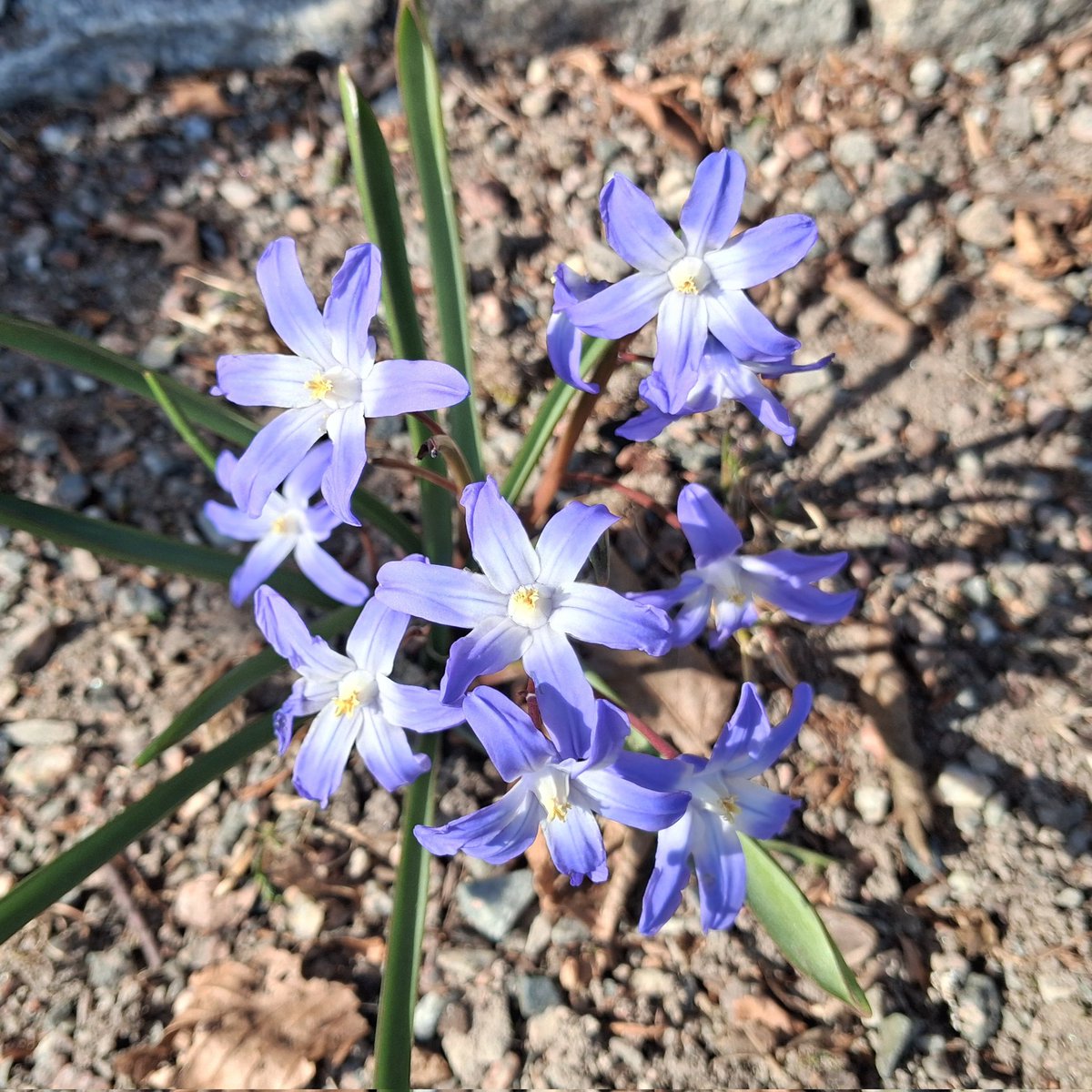 ハル🇸🇪Kindle 出版📚マインドフルな毎日をスウェーデンよりお届け tweet media