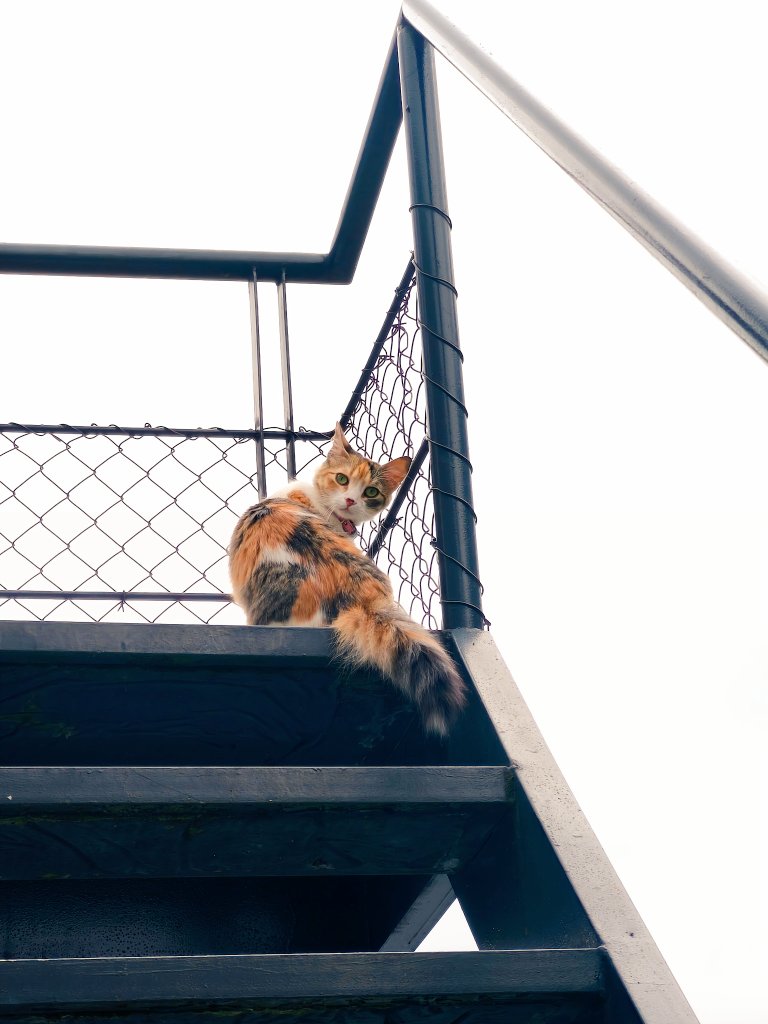 Fernanda tweet media