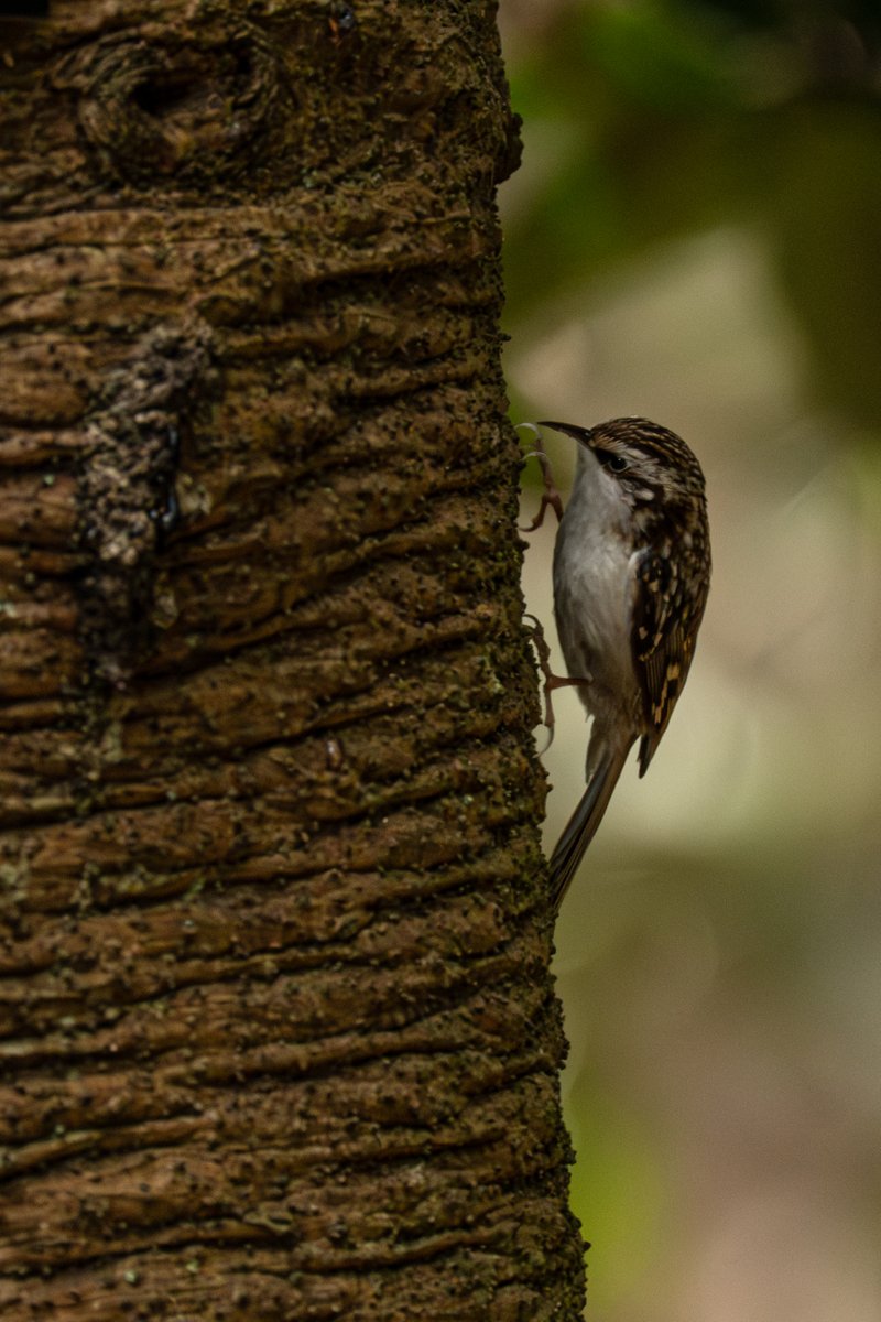 KevBruen's tweet image. Because I'm a good lad, I went around @tatton_park this morning. Lots of small birds everywhere, and a few biggies as well.
@CAWOSBirding 
#nikonz9
#nikkorz100400
