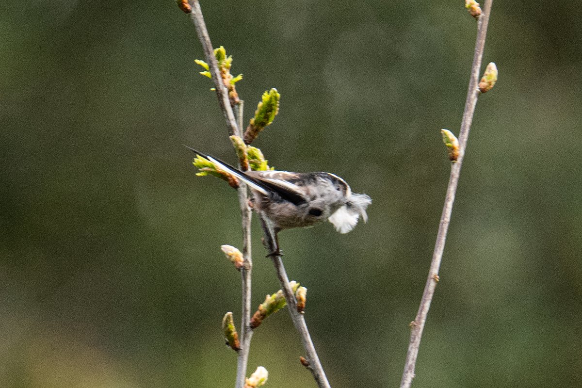 KevBruen's tweet image. Because I'm a good lad, I went around @tatton_park this morning. Lots of small birds everywhere, and a few biggies as well.
@CAWOSBirding 
#nikonz9
#nikkorz100400