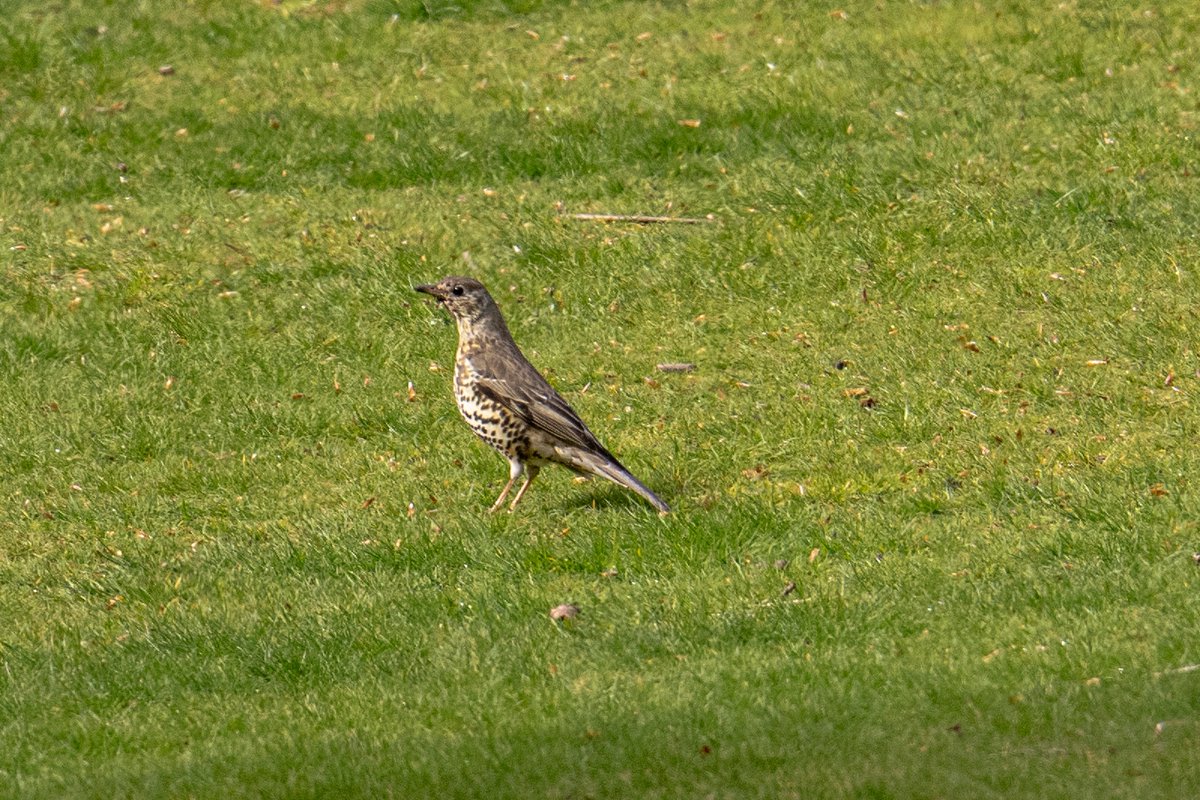 KevBruen's tweet image. Because I'm a good lad, I went around @tatton_park this morning. Lots of small birds everywhere, and a few biggies as well.
@CAWOSBirding 
#nikonz9
#nikkorz100400