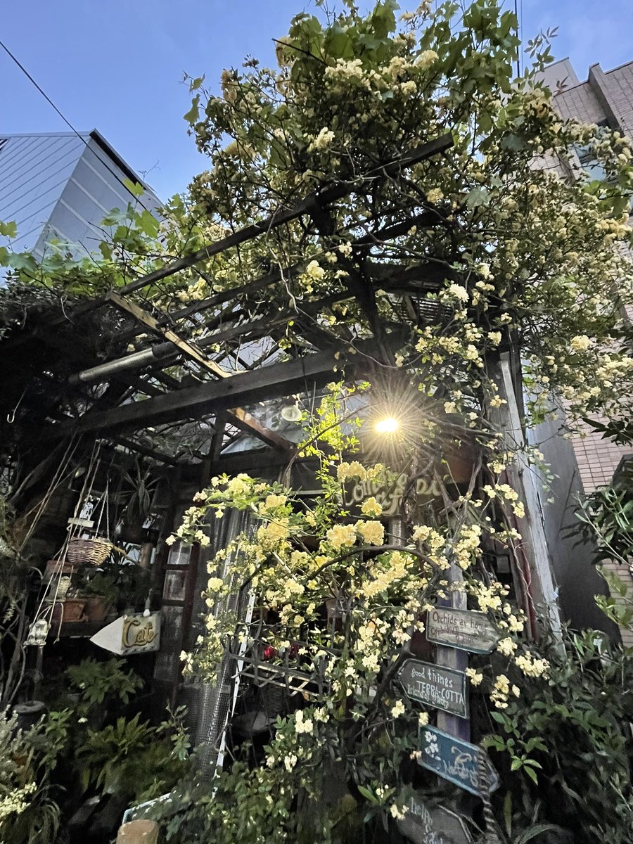 日の出がだいぶ早くなり、
この時間でも明るくなってます。

屋根にかかるモッコウバラがこんなにはっきり。

週末が見納めでしょうか。
　
モッコウバラの花道ができるかも。

さ、オープンです。

#Comorebicafe

#コーヒーコモレビカフェ
#レモネードコモレビカフェ
#お酢レモン