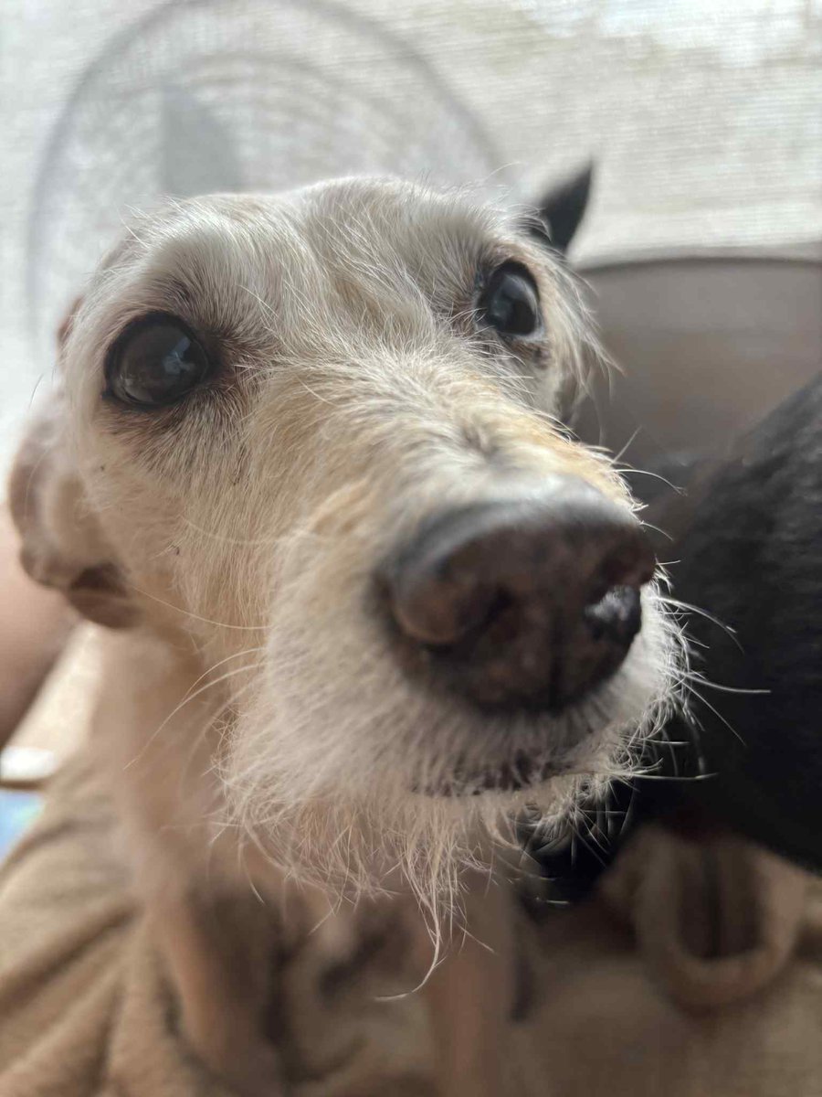 ReadstoEscape🇺🇸 tweet media