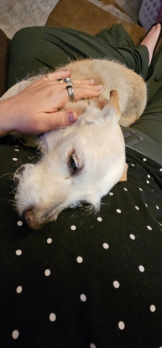 ReadstoEscape🇺🇸 tweet media