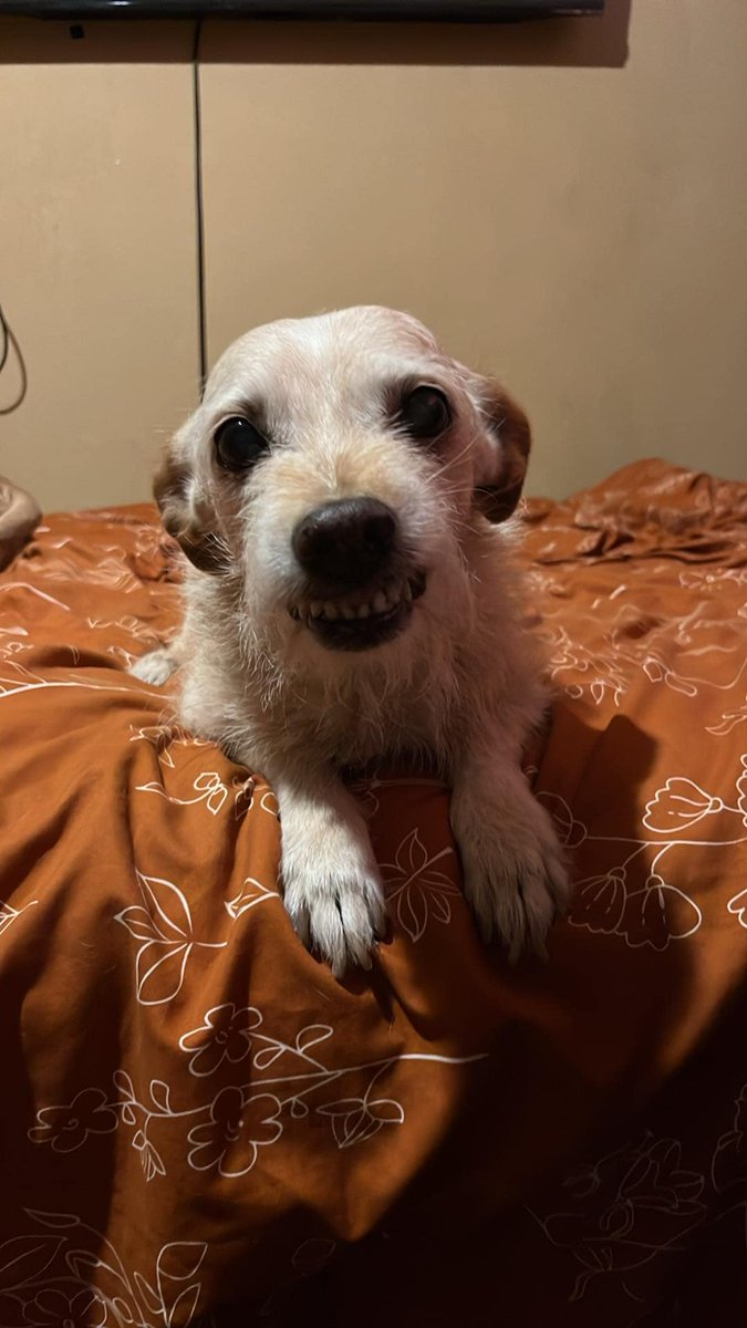 ReadstoEscape🇺🇸 tweet media