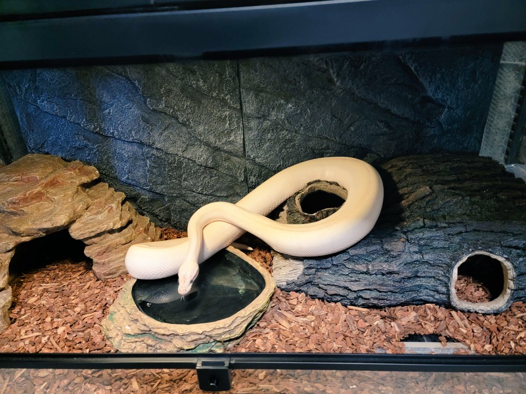 MorphBalls's tweet photo. My new #supermojave getting out after a meal a few days ago. Picked this girl up @MorphMarket at an auction. Lovely animal! She is so sweet. I can't wait to pair her up! She seems pretty happy. https://t.co/mpLMHQQOgd