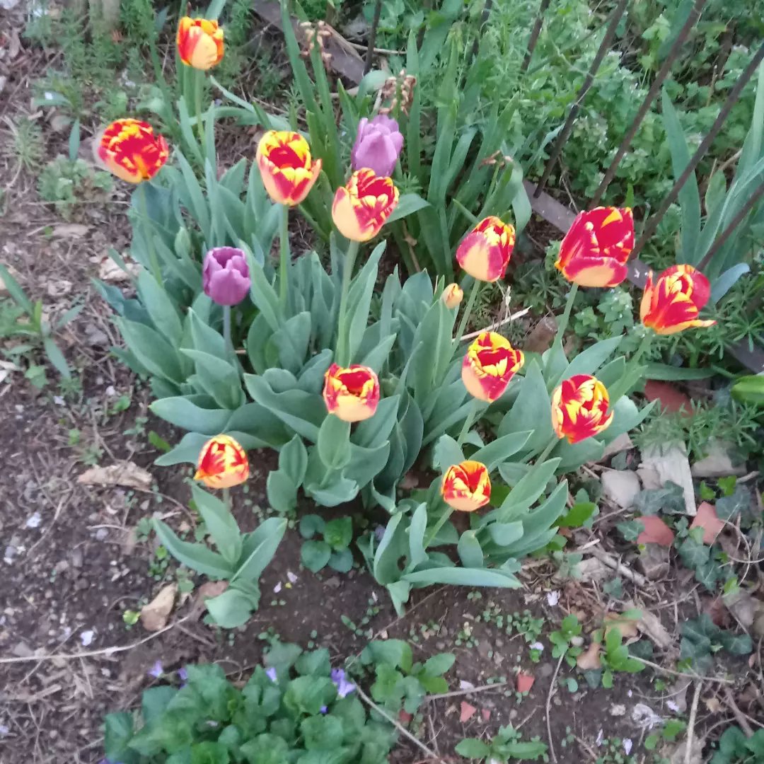 💜 the most beautiful Tulips in our yard 💜 had to share💜 Quote post with yours?!?💜😊🍀