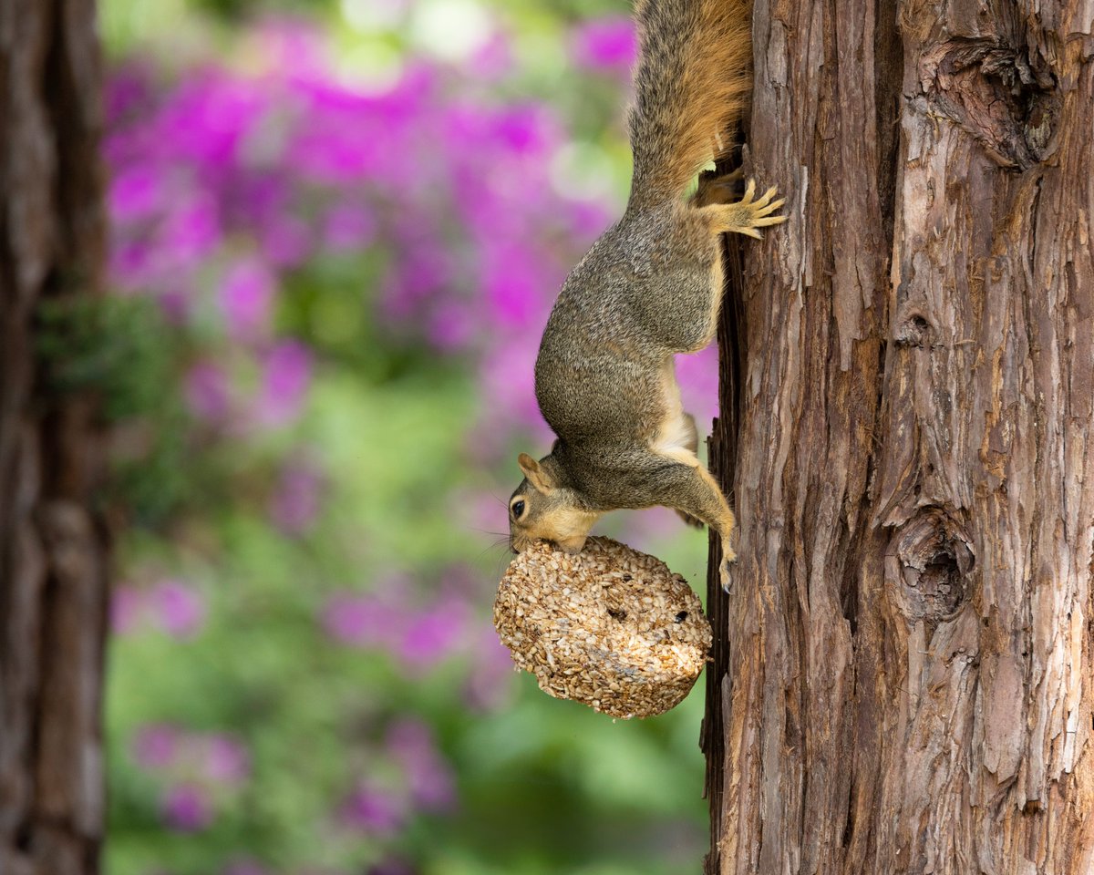 aHeartSoFull's tweet image. When a nibble won't do, you pull a bird feeder heist 😂

Share your favorite squirrel image.
Tag someone who loves Squirrels.

#feederthief #nature #squirrel