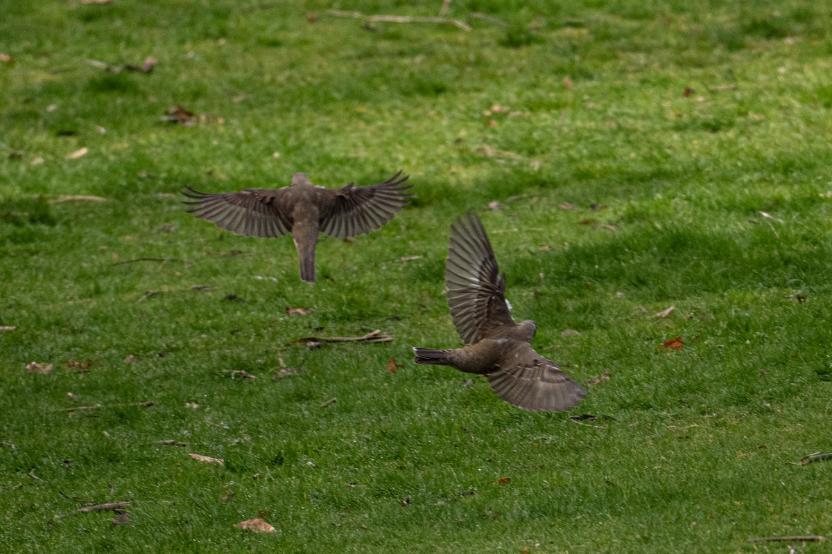 KevBruen's tweet image. Some more from @tatton_park this morning. 
@CAWOSBirding
#nikonz9 
#nikkorz100400